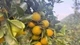 Cam giòn Đồng Lộc rực rỡ mùa vàng, nâng cao giá trị kinh tế địa phương