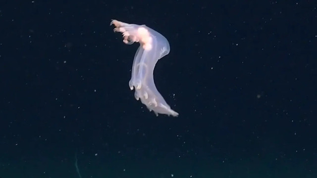 Camera dưới nước đã ghi lại hình ảnh một con lợn biển. Ảnh: Schmidt Ocean Institute. lonnn-1.jpg