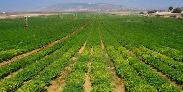 pan-farm-phan-bo-von-ngoai-vao-dau1495382283.jpg