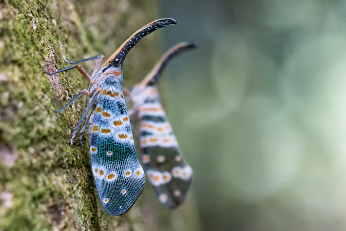 Bọ vòi voi, một loài côn trùng độc đáo ở rừng Cúc Phương. Ảnh: Jon Hawton / 500px.com.