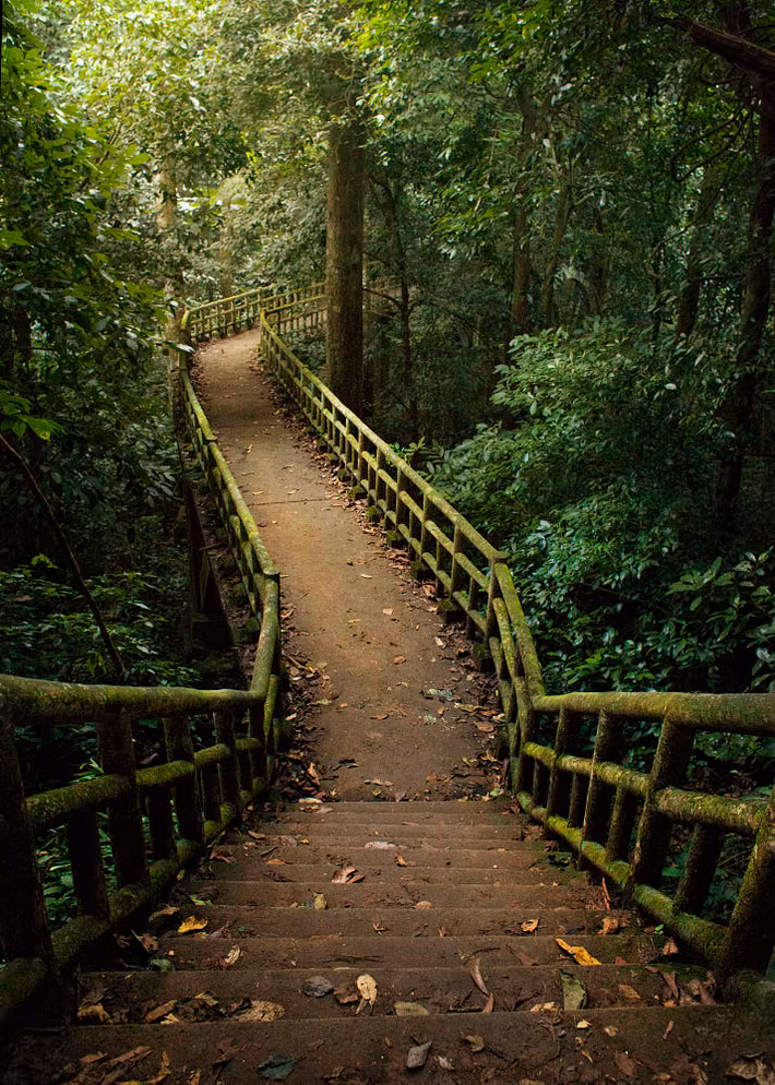 Cây cầu rêu phong trên đường vào động Người Xưa, di chỉ người tiền sử nổi tiếng ở Cúc Phương. Ảnh: Mayumi Acosta / 500px.com.