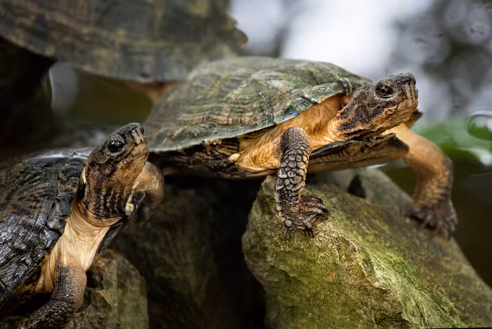 Những chú rùa tại Trung tâm Bảo tồn Rùa Cúc Phương. Ảnh: Mayumi Acosta / 500px.com.