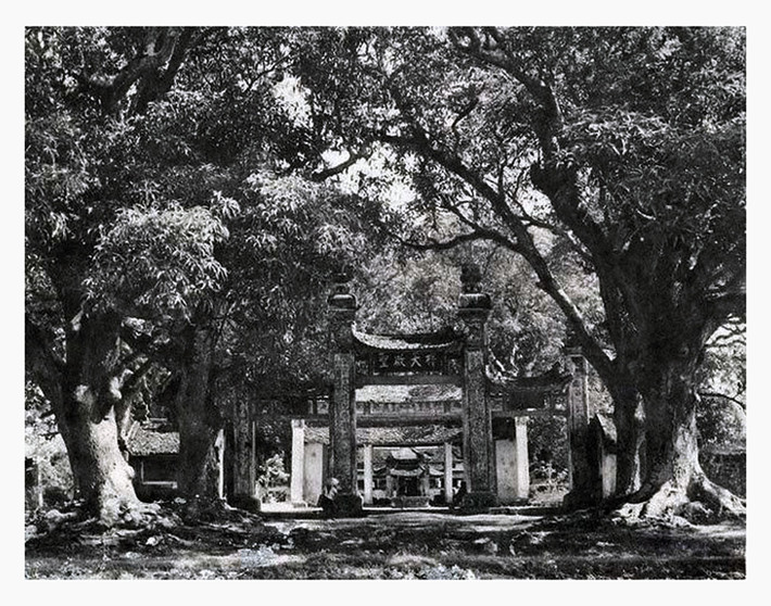 Hàng cây cổ thụ bên ngoài cổng chùa Láng năm 1941, ảnh của nhiếp ảnh gia lão thành Võ An Ninh.