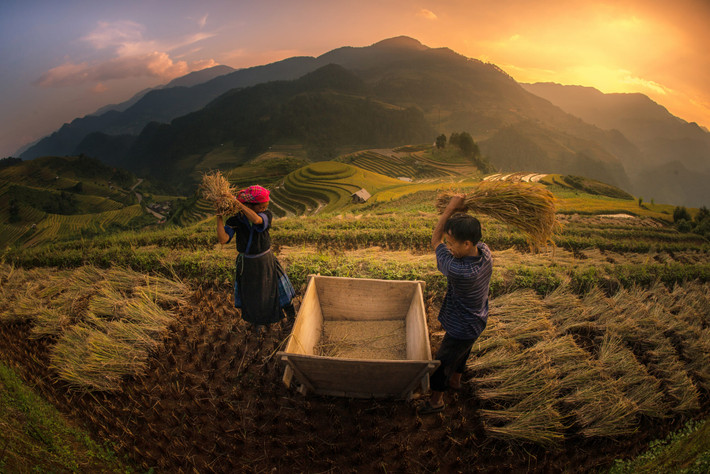 Mùa gặt ở Mù Căng Chải. Ảnh: Nutthavood Punpeng / 500px.com.