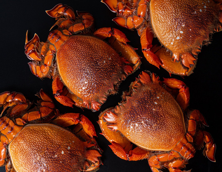 Tên gọi quốc tế phổ biến của loài cua này là cua ếch đỏ (red frog crab) - dựa theo hình dạng và màu sắc cơ thể, hoặc của cờ lê (spanner crab) - theo hình dạng của cặp càng. Ảnh: STRI Marine Portal Detailed Collection Record Information.
