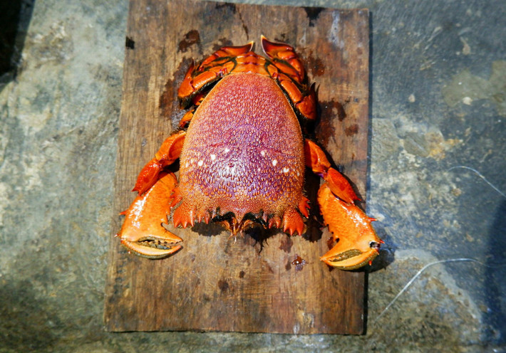 Nhưng sau khi trở thành sản vật tiến vua chúa, quan địa phương lệnh dân phải đọc trại "hoàng đế" thành “huỳnh đế” vì sợ phạm húy. Cái tên "huỳnh đế" được sử dụng từ khi đó đến nay. Ảnh: Vecteezy.