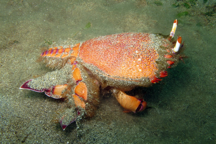 Trên thế giới, cua huỳnh đế phân bố ở khu vực nhiệt đới và cận nhiệt đới từ Ấn Độ Dương tới Tây Thái Bình Dương. Những quốc gia là loài này tập trung cư trú nhiều nhất là Australia, Philippines. Ảnh: Restaurant-ka.com.au.