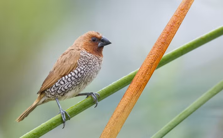 Di đá (Lonchura punctulata) dài 12-13 cm, là loài định cư, phổ biến trong cả nước. Ảnh: eBird.