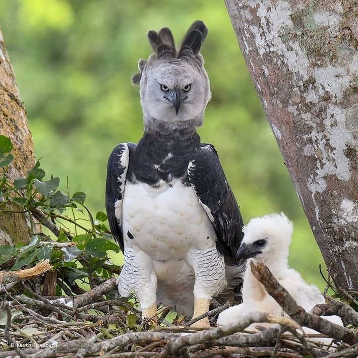  10. Đại bàng Harpy (Harpia harpyja). Là một trong những loài đại bàng lớn nhất thế giới, đại bàng Harpy có bộ móng vuốt mạnh mẽ và đôi cánh to lớn, giúp chúng săn bắt các loài động vật như khỉ và lười trên tán cây rừng. Ảnh: Pinterest.