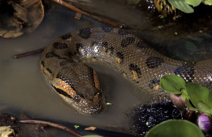  2. Trăn Anaconda xanh (Eunectes murinus). Là loài trăn lớn nhất thế giới, Anaconda có thể dài tới hơn 9 mét. Chúng sinh sống chủ yếu trong vùng đầm lầy và sông nước của rừng Amazon và săn mồi bằng cách siết chặt con mồi. Ảnh: Pinterest.