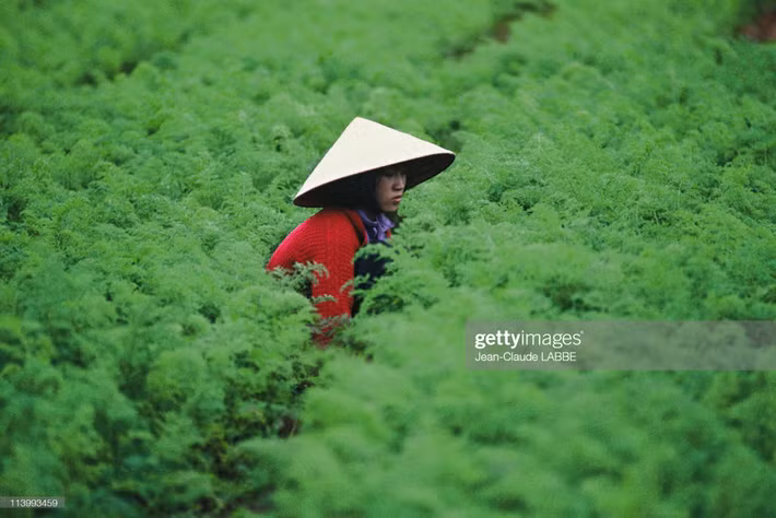 Một phụ nữ Đà Lạt chăm sóc cho ruộng trồng cà rốt của mình.