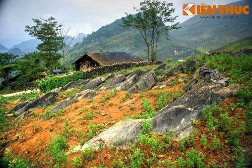 Khác với cảnh tượng "rừng đá" lởm chởm góc cạnh quen thuộc ở cao nguyên đá, những phiến đá ở nơi đây có hình thù thuôn dài, mềm mại như tấm lưng của sư tử biển, nằm san sát và cùng hướng với nhau như một đàn sư tử biển đang tắm nắng.