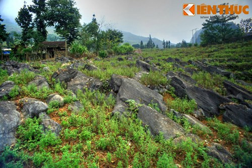 Theo các nhà địa chất, "đàn sư tử biển" này là một tập đá vôi phân lớp khá dày, màu xám sáng, tinh khiết hơn so với những tập đá vôi phân lớp mỏng hơn ở khu vực lân cận.