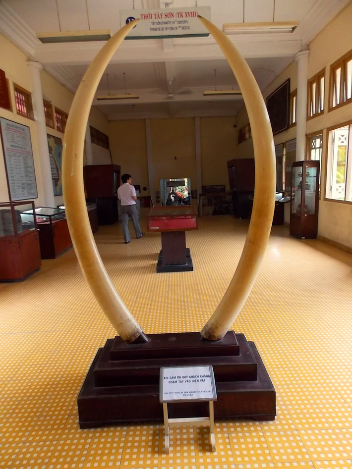 Cặp ngà từng có số phận khá long đong. Đầu thế kỷ 20, nó được ông Dương Chấn Kỷ - chủ nhân nhà cổ Bình Thủy ở Cần Thơ - mua lại từ một cửa hiệu của người Pháp ở Sài Gòn. Những năm 1942-1943, do tình hình chiến sự, cặp ngà được chôn giấu mỗii chiếc một nơi. Năm 1946, cặp ngà được đưa về Sài Gòn nhờ người trông giữ. Ảnh: Người đưa tin.