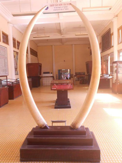 Sau đó, Bảy Viễn đem treo cặp ngà tại sòng bài Thái Bình Dương của hắn tại Vũng Tàu. Sau chiến dịch Thoại Ngọc Hầu của chính quyền Sài Gòn, cặp ngà voi này bị tịch thu. Sau 1975, chính quyền mới tiếp quản, cặp ngà được lưu giữ tại Bảo tàng Lịch sử cho đến ngày nay. Ảnh: Giadinh.net.vn.