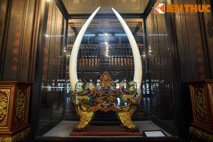 2. Bảo tàng Cổ vật cung đình Huế là nơi đang lưu giữ một cặp ngà voi cổ rất lớn. Cặp ngà voi này dài khoảng 1,2m, dáng cân đối với độ cong đồng đều, có thể thuộc về một con voi thuộc sở hữu của triều đình Nguyễn xưa.