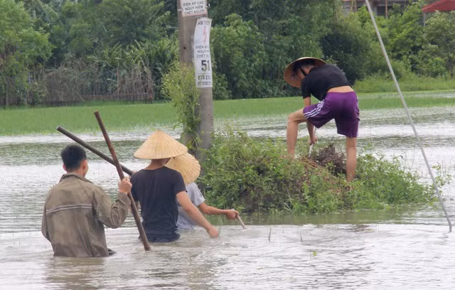 Câu “ướt như chuột lụt” cũng có thể liên hệ với một nét văn hóa ở nhiều vùng quê Việt Nam, đó là đi bắt chuột mùa lụt. Khi đó, những con chuột ướt sũng bám vào những chỗ cao ráo hầu như không có khả năng thoát thân trước bàn tay của con người. Ảnh: Dân Trí.