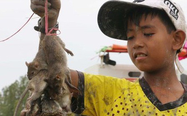 Vì sao "chuột lụt" lại biến đổi thành "chuột lột"? Có lẽ, do vần "ột" và "ụt" đứng kế tiếp nhau khó phát âm nên theo nguyên tắc đồng hoá trượt, "ụt" được trượt sang "ột" dễ đọc hơn. Lâu ngày từ "chuột lụt" bị mất hẳn, và người ta chỉ còn biết đến câu "ướt như chuột lột". Ảnh: NLĐ.