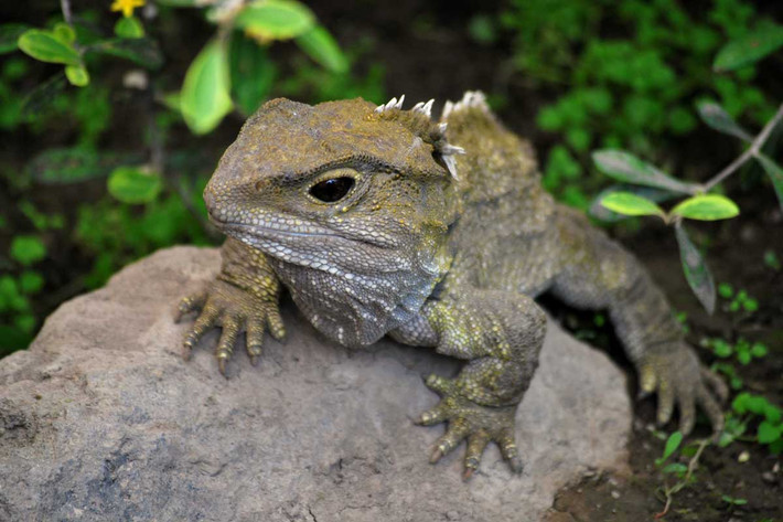 Theo luật pháp New Zealand, tuatara được bảo vệ đặc biệt với việc nghiêm cấm buôn bán, nuôi nhốt hoặc mang ra khỏi đất nước. Nếu muốn ngắm nhìn chúng, cách duy nhất là đến các khu bảo tồn được cấp phép mở cửa cho khách du lịch tham quan.