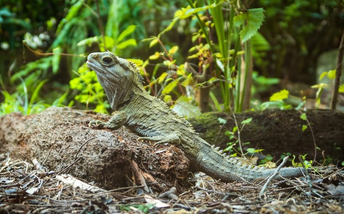 Trên phương diện tiến hóa, tuatara có tổ tiên chung gần nhất với các loài thằn lằn và rắn. Do đó, loài bò sát này nhận được sự quan tâm đặc biệt từ những nhà nghiên cứu về sự tiến hóa của thằn lằn và rắn.