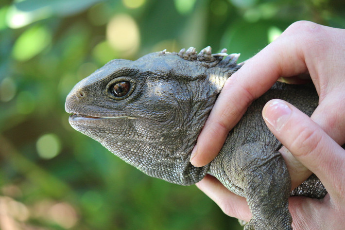 Trong thế kỷ 20, nhiều quần thể tuatara ở New Zealand đã biến mất do tác động từ con người và các loài xâm lấn, điển hình là chuột. Nhờ những nỗ lực bảo tồn, số lượng của chúng đã dần phục hồi, ngày nay ước tính có từ 60.000 đến 100.000 cá thể.
