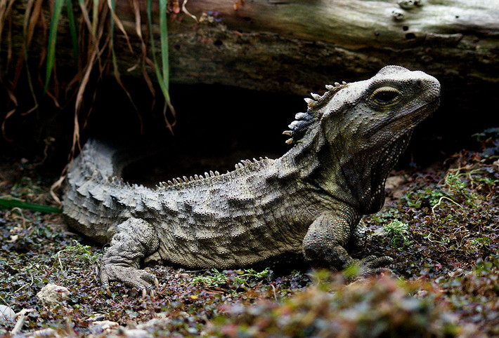 Tuatara là tên gọi của một loài bò sát đặc hữu của New Zealand. Dù có bề ngoài trông giống thằn lằn, chúng thuộc một bộ bò sát riêng biệt được gọi là Rhynchocephalia, ngang hàng với bộ Crocodilia (Cá sấu), Squamata (Có vảy - rắn và thắn lằn) và Testudines (Rùa).