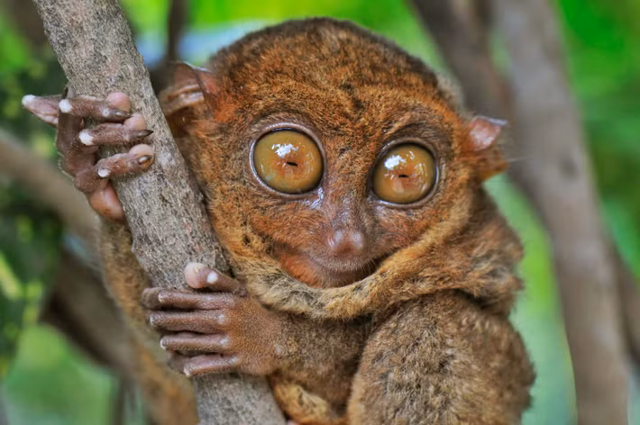 Trố mắt Horsefield (Tarsius bancanus) dài 8-17 cm, phân bố ở rừng mưa nhiệt đới trên các đảo Sumatra và Borneo. Loài này thích nghi với việc bám và nhảy từ thân cây này sang thân cây khác.