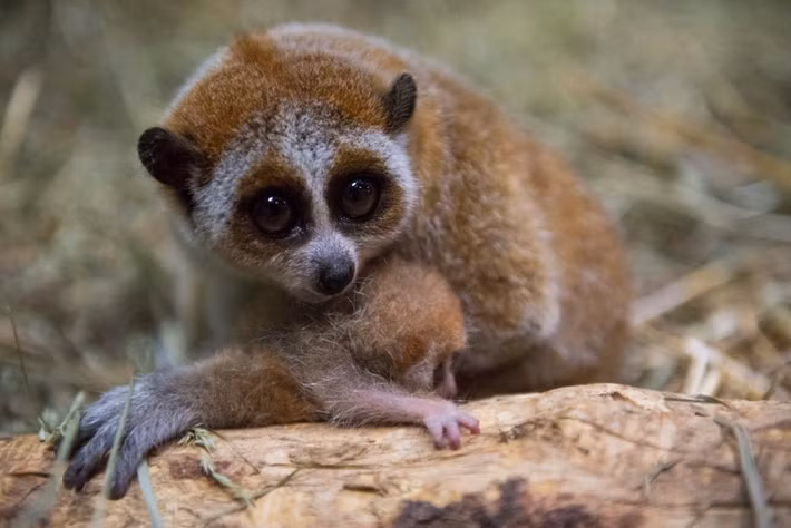 Cu li nhỏ (Nycticebus pygmaeus) dài 15-25 cm, sinh sống ở các khu rừng mưa và rừng tre nứa nhiệt đới ở Lào, Campuchia, Việt Nam và Nam Trung Quốc. Như các họ hàng, chúng di chuyển rất chậm, ban ngày thường ngủ trong tư thế cuộn tròn, giấu đầu dưới hai cánh tay.