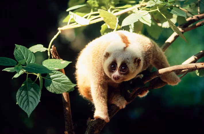 Cu li lớn (Nycticebus coucang) dài 26-38 cm, cư trú trong rừng nhiệt đới Đông Nam Á. Ưa thích những tán cây rậm rạp của rừng nhiệt đới, loài này có tỷ lệ trao đổi chất cực kỳ thấp so với các loài động vật có vú khác cùng kích thước.