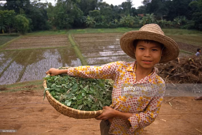 Chú bé và rổ rau vừa hái.