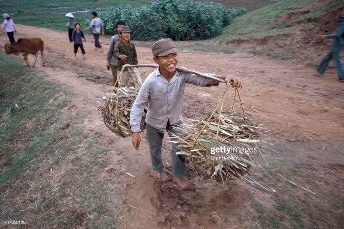 Chú bé gánh vỏ mía trên đường làng.