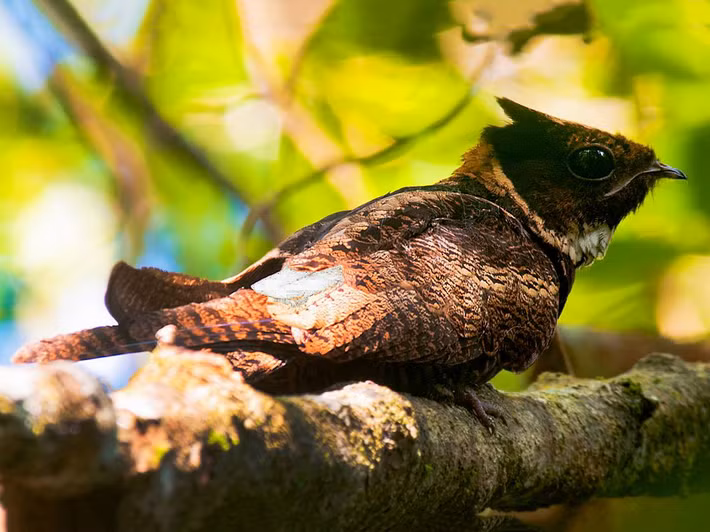 Cú muỗi mào (Lyncornis macrotis) dài 40-41 cm, là loài định cư không phổ biến tại Bắc Bộ, Trung Trung Bộ, tương đối phổ biến tại Nam Bộ. Môi trường sống của chúng là khu vực trống trải gần rừng lá rộng thường xanh, rừng rụng lá, rừng đầm lầy nước ngọt.