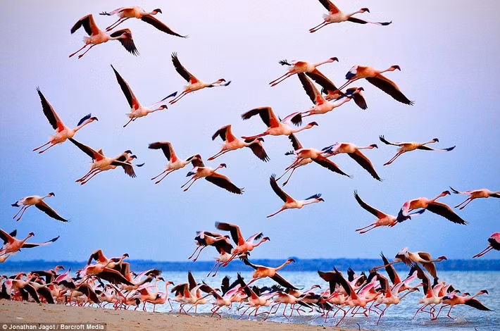 Ngoài ra, sống trong đàn lớn còn là điều cần thiết để hồng hạc kích thích sự sinh sản. Trong giai đoạn ve vãn, chim hồng hạc thường có các màn trình diễn theo nhóm.