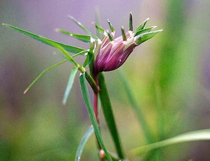 Cỏ gà là loại cỏ mà đầu cọng có dạng như củ hành. Trẻ em xưa thường tìm cỏ gà rồi đem "chọi". Cọng của ai bị "mất đầu" trước thì người đó thua.