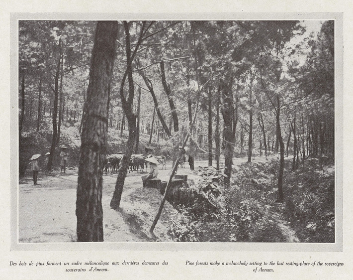 Rừng thông bao quanh nơi an nghỉ của hoàng đế An Nam.