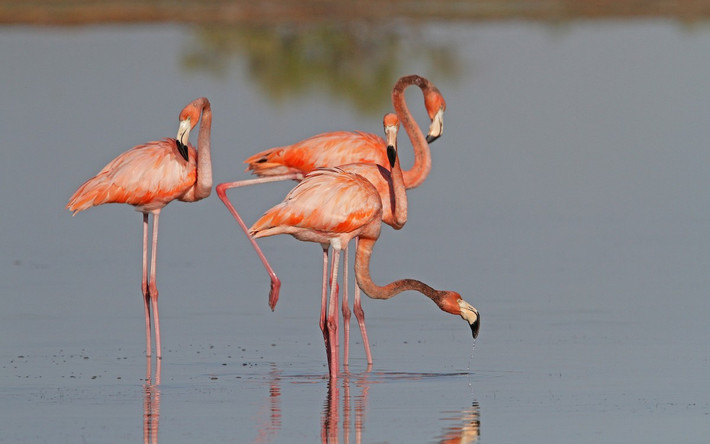 Hồng hạc châu Mỹ (Phoenicopterus ruber) cao 1,2-1,4 mét, sinh sống ở khu vực Caribbean. Chúng có kích thước hơi nhỏ hơn và bộ lông màu đậm hơn hồng hạc lớn.