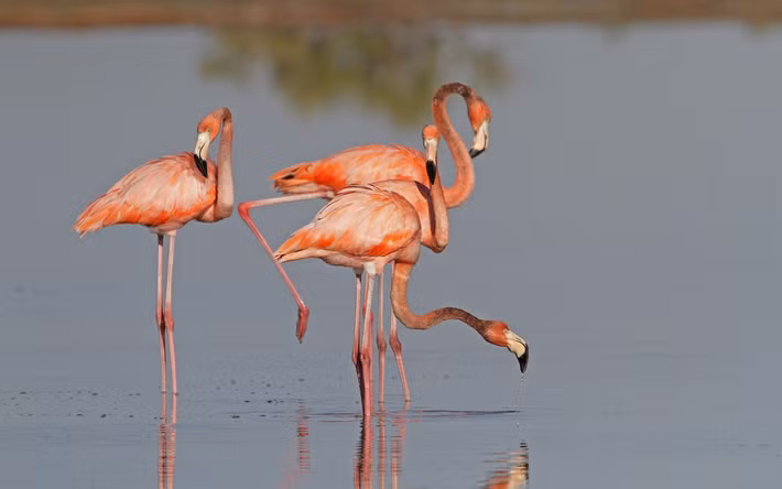 Hồng hạc châu Mỹ (Phoenicopterus ruber) cao 1,2-1,4 mét, sinh sống ở khu vực Caribbean. Chúng có kích thước hơi nhỏ hơn và bộ lông màu đậm hơn hồng hạc lớn.