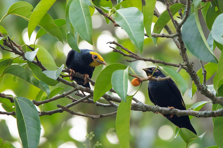 Sáo vàng (Ampeliceps coronatus) dài 22-24 cm, là loài định cư không phổ biến đến phổ biến tại Đông Bắc, Trung Bộ và Nam Bộ (VQG Cúc Phương, Yok Đôn và Cát Tiên). Sinh cảnh của loài chim sáo này là rừng lá rộng thường xanh và rừng hỗn giao rụng lá, bìa rừng, khu vực trống trải trong rừng, thường di chuyển theo đàn lớn.