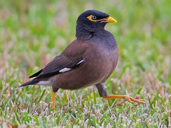 Sáo nâu (Acridotheres tristis) dài 24-27, là loài phổ biến trong cả nước. Chúng sống ở các khu vực trống trải, thành thị, cây bụi, nơi canh tác.