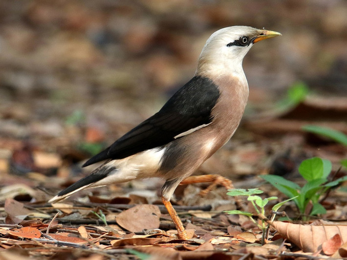 Sáo sậu đầu trắng (Acridotheres burmannicus) dài 22-23 cm, là loài định cư tương đối phổ biến đến phổ biến tại Trung, Nam Trung Bộ và Nam Bộ (dễ gặp ở VQG Chư Yang Sin, Bidoup Núi Bà, Cát Tiên). Chúng sống ở các khu vực khô hạn trống trải, bán sa mạc, cây bụi, nơi canh tác.