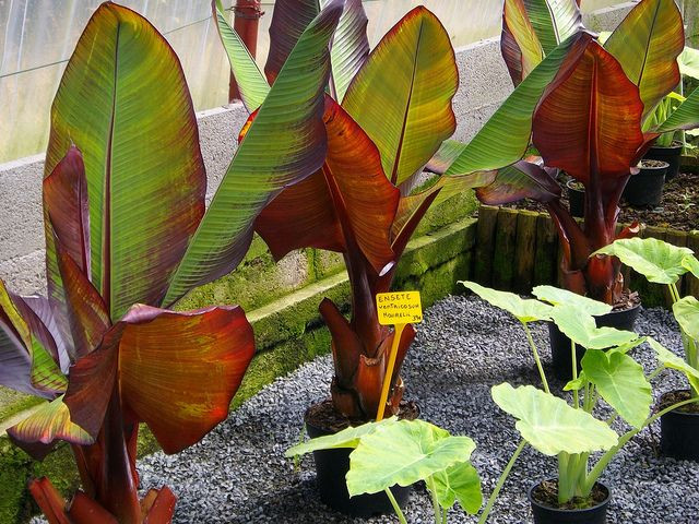  5. Có thể trồng trong chậu. Dù có kích thước lớn khi trồng dưới đất nền, chuối Maurelii cũng có thể được trồng trong chậu để kiểm soát kích thước, giúp dễ dàng trang trí sân thượng hoặc ban công. Ảnh: Pinterest.