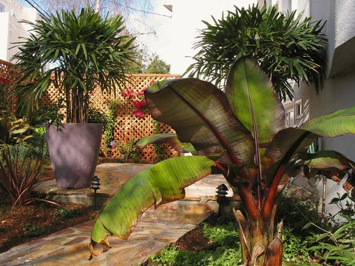  6. Không sinh sản bằng chồi con. Không giống như chuối thông thường, chuối Maurelii không mọc thêm chồi non từ gốc. Thay vào đó, nó chỉ có thể được nhân giống bằng hạt. Ảnh: Pinterest.