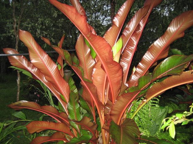  7. Có vòng đời ngắn. Loài cây này có vòng đời đơn lẻ, thường sống từ 5 đến 10 năm trước khi ra hoa và chết đi. Tuy nhiên, trong thời gian đó, nó có thể phát triển mạnh mẽ và tạo nên vẻ đẹp ngoạn mục cho khu vườn. Ảnh: Pinterest.