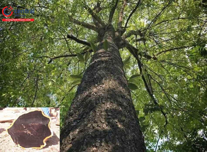 ** Mun (Diospyros mun). **Cây mun là loài gỗ quý, có màu đen đặc trưng và vân gỗ đẹp, thường được sử dụng trong chế tác đồ gỗ cao cấp. Mun phân bố chủ yếu ở các tỉnh miền Trung và Nam Việt Nam. Ảnh: trungtamthuoc.com.