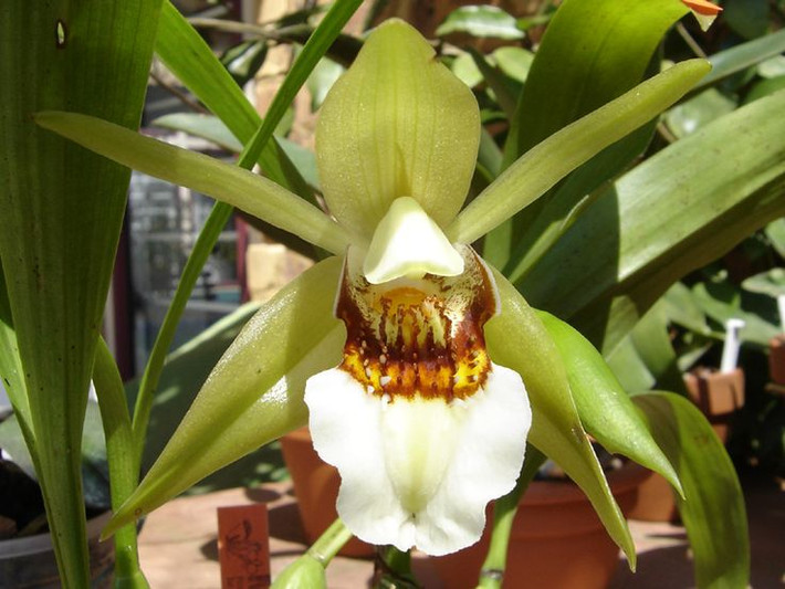  Lan hoàng hạc (Coelogyne lawrenceana). Phân bố ở các khu rừng nhiệt đới miền Trung Việt Nam, lan hoàng hạc có hoa màu vàng và hương thơm dịu nhẹ. Đây là loài lan được ưa chuộng trong việc trang trí và làm cây cảnh. Ảnh: Pinterest.