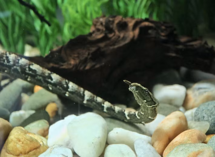 Rắn râu có thể ở dưới nước trong khoảng 30 phút mới phải ngoi lên lấy không khí. Chúng bơi giỏi nhưng di chuyển khá vụng về trên đất. Trong thời kỳ khô vào ban đêm, loài này có thể đào hang trong bùn. Ảnh: ZooChat.