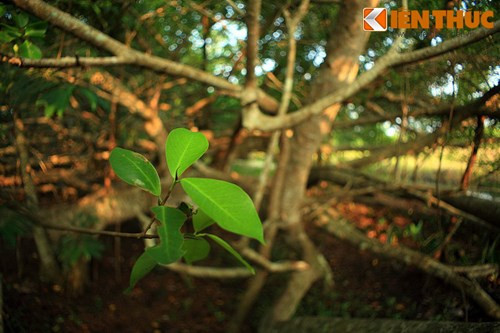 Dù từng bị chiến tranh tàn phá, hiện nay cây gừa cổ thụ này vẫn có diện tích tán khoảng 3.000m², chiều cao trung bình khoảng hơn 10m.