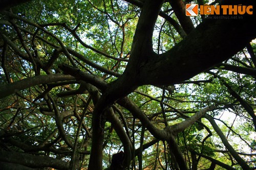 Đây có thể là cây tự nhiên có tán rộng nhất Việt Nam hiện nay.