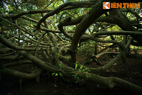 Đầu năm 1975, Giàn Gừa là nơi tập kết của bộ đội Giải phóng trước khi tiến về giải phóng Cần Thơ vào tháng 4/1975.