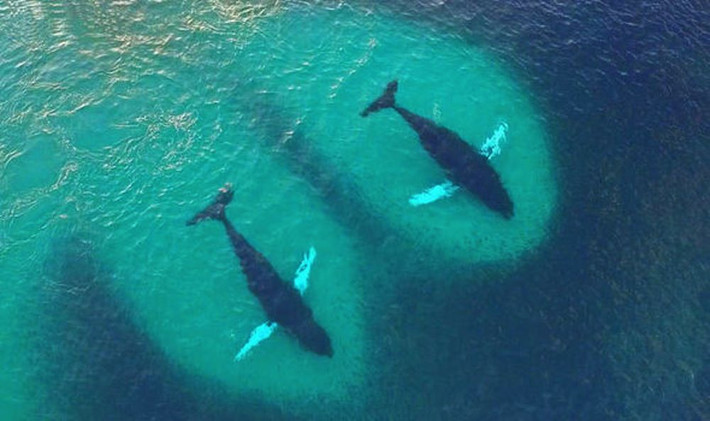 Với những cá voi cỡ nhỏ, không đủ sức cứu tàu thuyền, thì dựa vào sự khéo léo của mình để cứu những người chẳng may bị rơi xuống biển, đưa họ vào bờ an toàn. Cá voi cũng được ban cho khả năng thâu đường, biết ở nơi nào có người cần cứu để có mặt kịp thời.